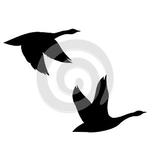 Flying Canada Geese Silhouette