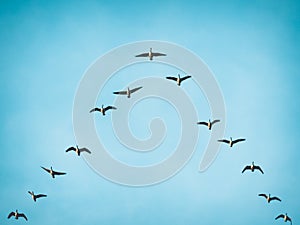 Flying Canada Geese in V formation