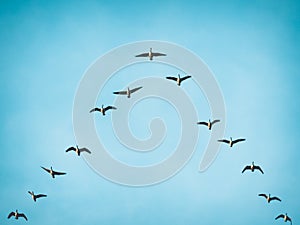Flying Canada Geese in V formation photo