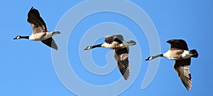 Flying canadian geese in formation during migration flight