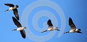 Flying canadian geese in formation during migration flight