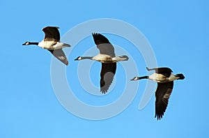 Flying canadian geese in formation during migration flight