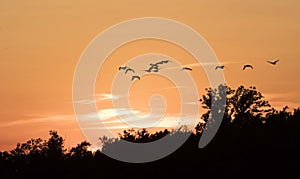 Flying Canadian Geese Team at Sunset