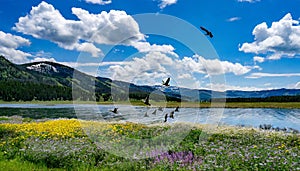 Flying Canadian Geese at Yellowstone National Park