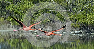 Flying Caribbean flamingos (Phoenicopterus ruber)
