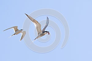 Flying Caspian Tern Hydroprogne caspia with a freshly caught fish in its beak, followed closely by a second one, blue sky