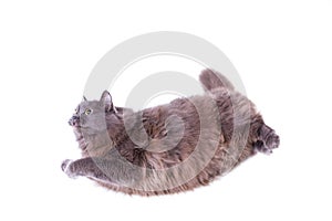 Flying cat