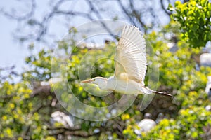 Flying Cattle Egret In Breeding Plumage