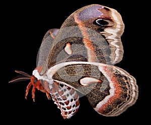 Flying cecropia isolated on black