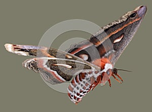 Flying cecropia moth