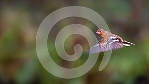 Flying Chaffinch