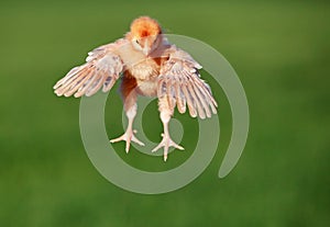 Flying chicken