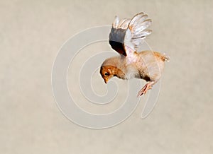 Flying chicken