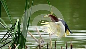 Flying Chinese Pond-Heron photo