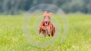 Flying Cirneco dog in the field on lure coursing competition photo
