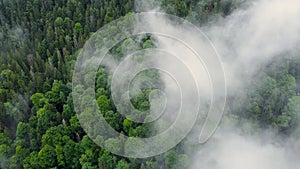 Flying through the clouds above mountain pine Forest, Magical summer forest at Rainy weather, aerial view drone 4k