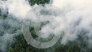 Flying through the clouds above mountain pine Forest, Magical summer forest at Rainy weather, aerial view drone 4k