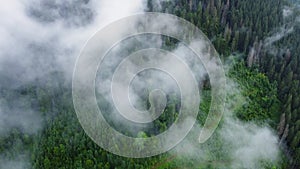 Flying through the clouds above mountain pine Forest, Magical summer forest at Rainy weather, aerial view drone 4k