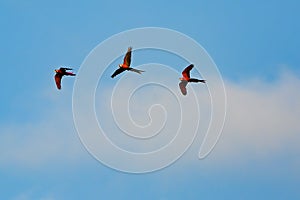 Flying colorful aras in blue sky, three parrot birds