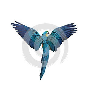 Flying colorful plumage parrot isolated on white