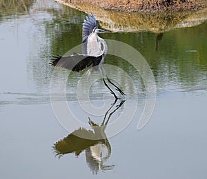 Volare comune gru uccello fischiare gru approdo sul Acqua riflessione poco da, 