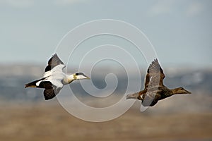 Flying Common Eider - Somateria mollissima is a large sea-duck that is distributed over the northern coasts of Europe, North