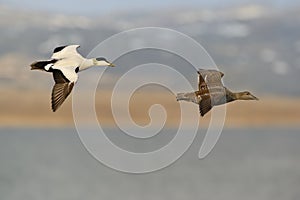 Flying Common Eider - Somateria mollissima is a large sea-duck that is distributed over the northern coasts of Europe, North