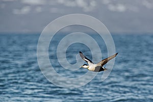 Flying Common Eider - Somateria mollissima is a large sea-duck that is distributed over the northern coasts of Europe, North