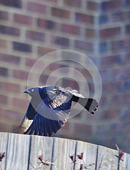 Flying common grackle