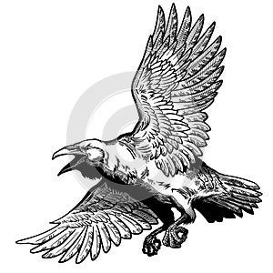 Flying common raven. Black and white graphic illustration