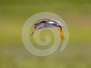 Flying Common redshank Eurasian wader preparing to land