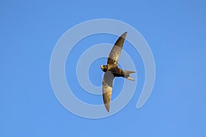 Flying Common Swift Apus apus