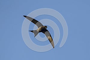 Flying Common Swift Apus apus