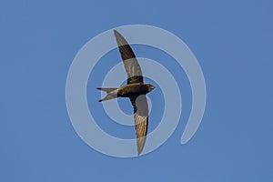 Flying Common Swift Apus apus