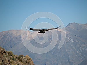 Flying condor in the Colca canyon