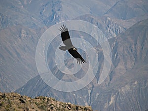Flying condor in the Colca canyon