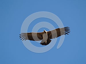 Flying condor in the Colca canyon