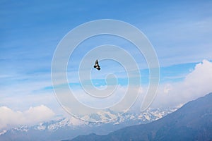 Flying condor in the Colca canyon