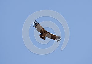 Flying condor over Colca canyon,Peru. Condor is the biggest flying bird on earth.