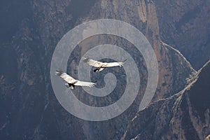 Flying condor over Colca canyon in Peru, South America.