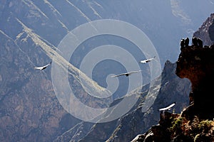 Flying condor over Colca canyon in Peru, South America.