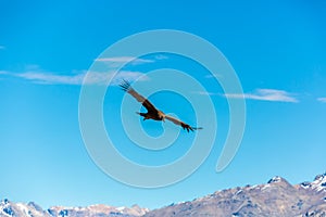 Flying condor over Colca canyon,Peru,South America. This condor the biggest flying bird