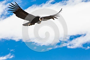 Flying condor over Colca canyon,Peru,South America. This is condor the biggest flying bird on earth photo