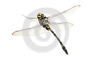 Flying Cordulegaster bidentata viewed from below