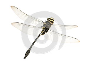 Flying Cordulegaster bidentata viewed from below, isolated