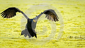 Flying Cormorant