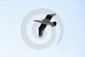 A flying Cormorant on the nationalpark of curonian spi in LLithuania