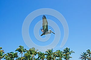 Flying cormorant, palms, blue sky, freedom, Key West, Keys, Cayo Hueso, Monroe County, island, Florida