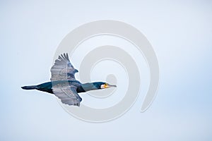 A flying cormorant with the sky as background