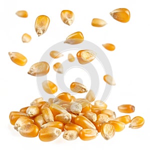 Flying corn seeds isolated on transparent background